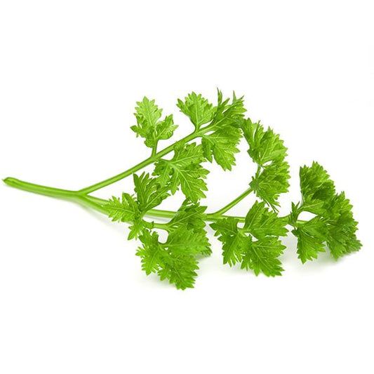 Celery Seeds - Organic Garden Seeds - بذور الكرفس