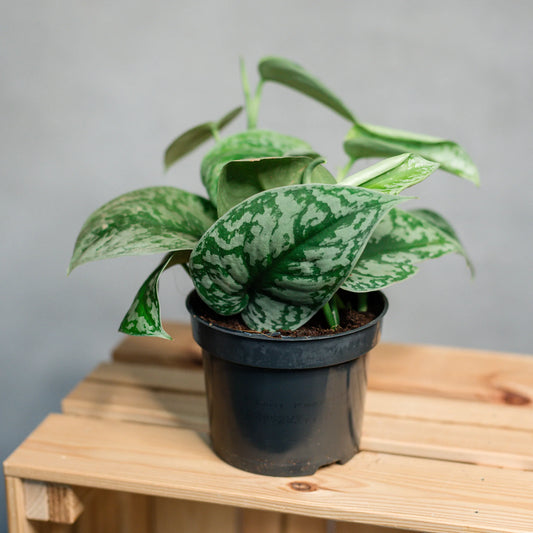 Silver Satin Pothos - Scindapsus Pictus Argyraeus - Indoor House Plant - نبات داخلي
