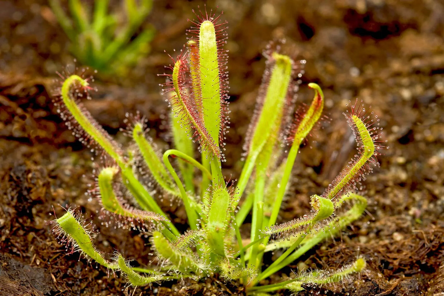 Drosera Capensis - Insect Eating Plant - Indoor Plant