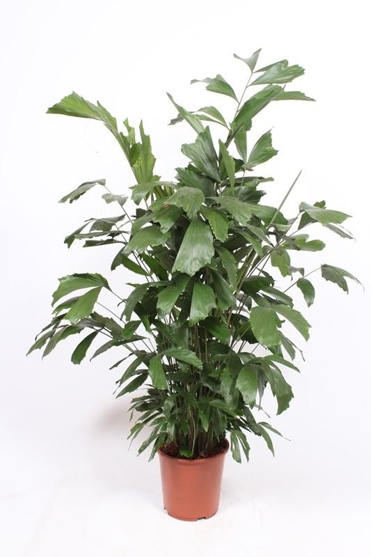 Caryota mitis - Fishtail Palm - Indoor Plant - نبات داخلي
