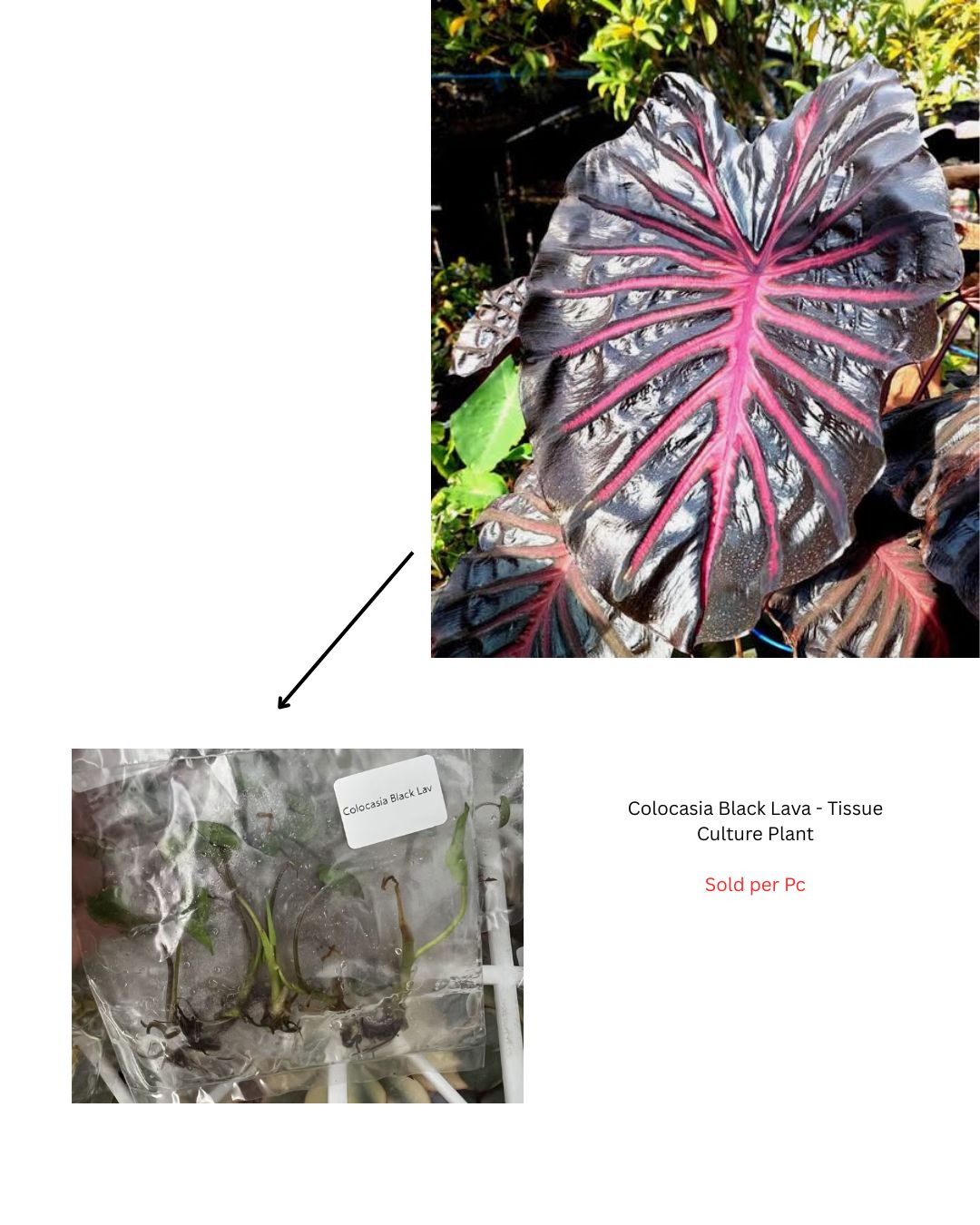 Colocasia Black Lava - Tissue Culture Plant - Rare Indoor Plant - نبات داخلي