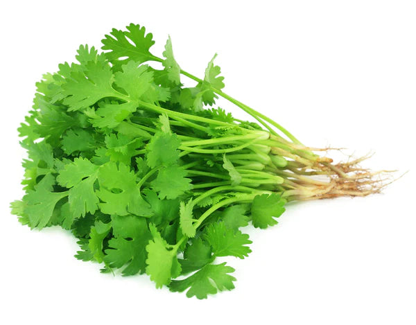 Coriander Seeds - Organic Garden Seeds - بذور الكزبرة