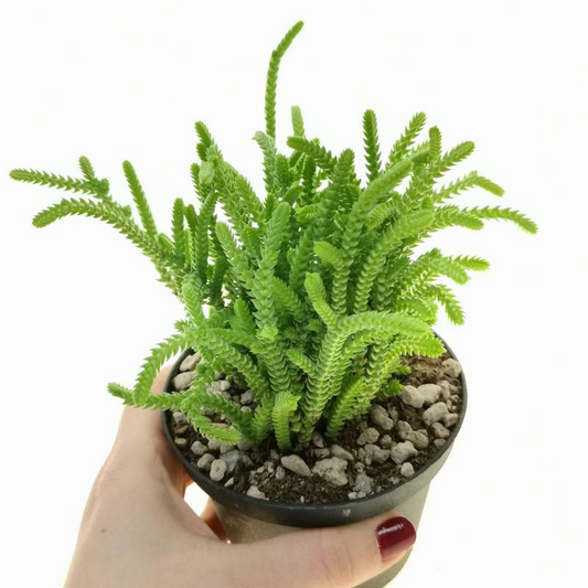 Crassula Muscosa - Succulent Plant - Indoor House Plant - نبات داخلي