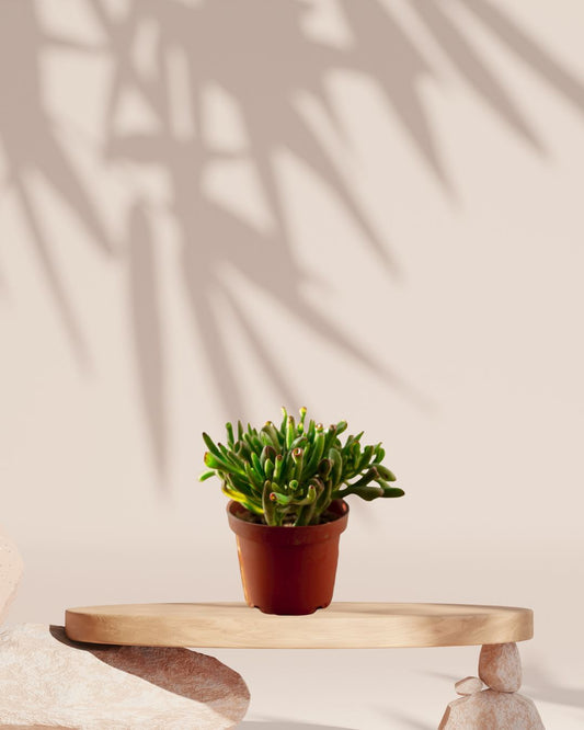 Crassula Ovata Gollum - Succulent Plant - نبات داخلي