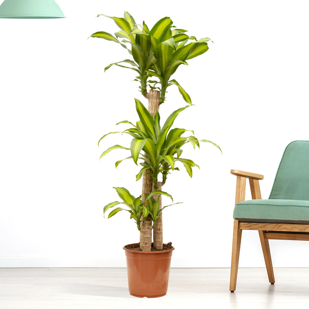 Dracaena fragrans Massangeana - Indoor House Plant - النباتات الداخلية