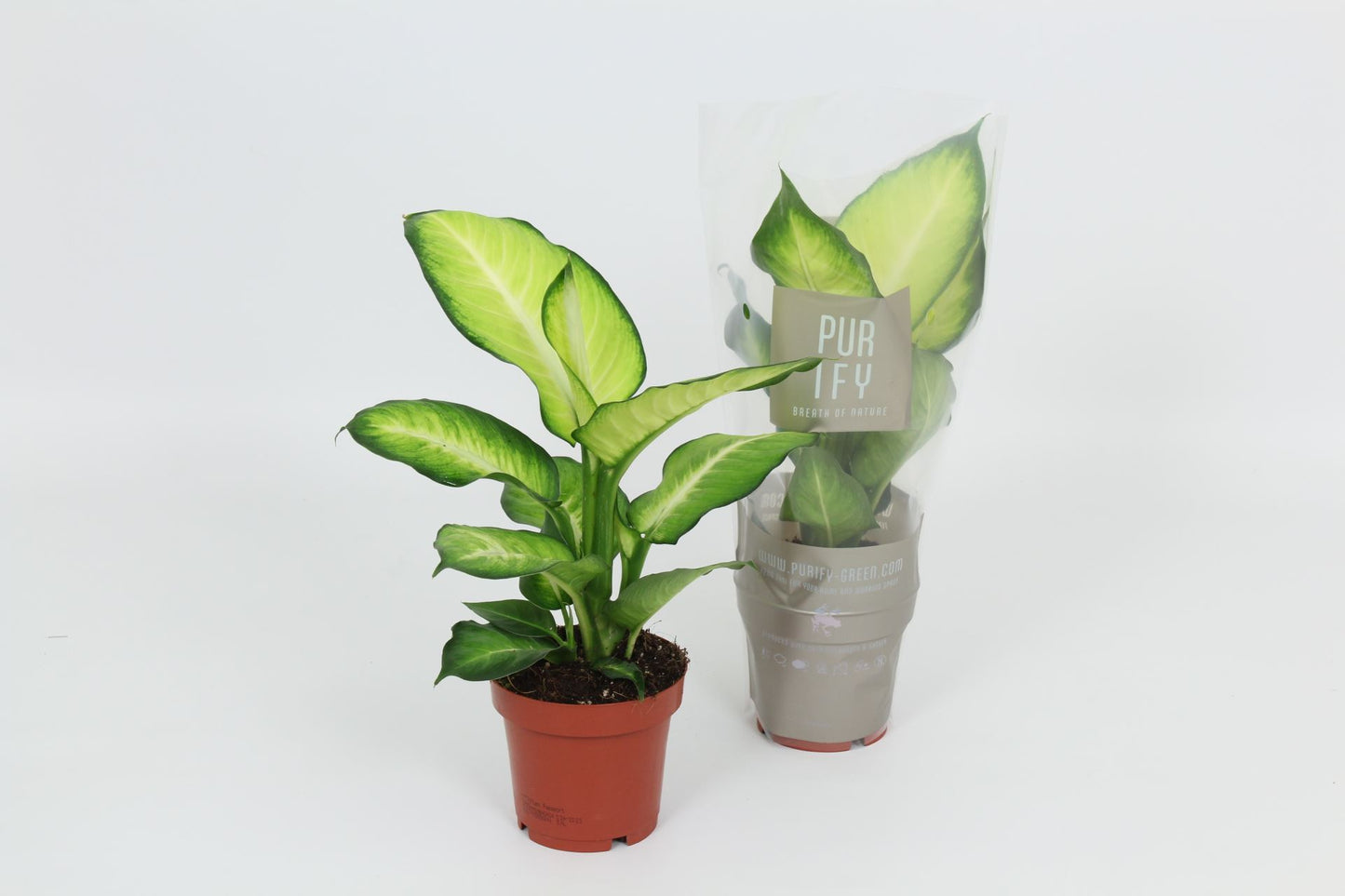 Dieffenbachia Summer Style - Dumb Cane - Indoor House Plant - نبات داخلي