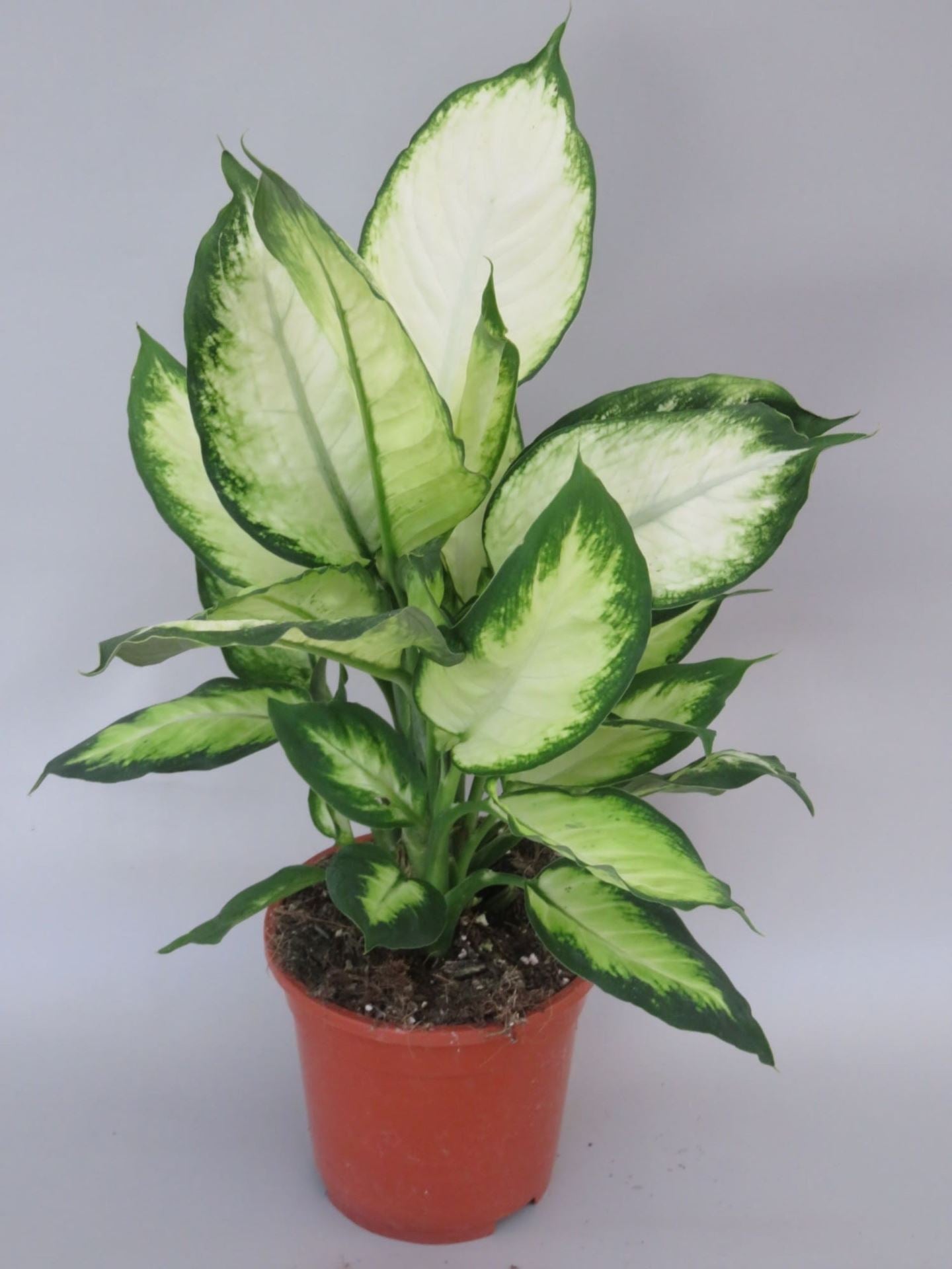 Dieffenbachia Chrystal White - Indoor House Plant - نبات داخلي