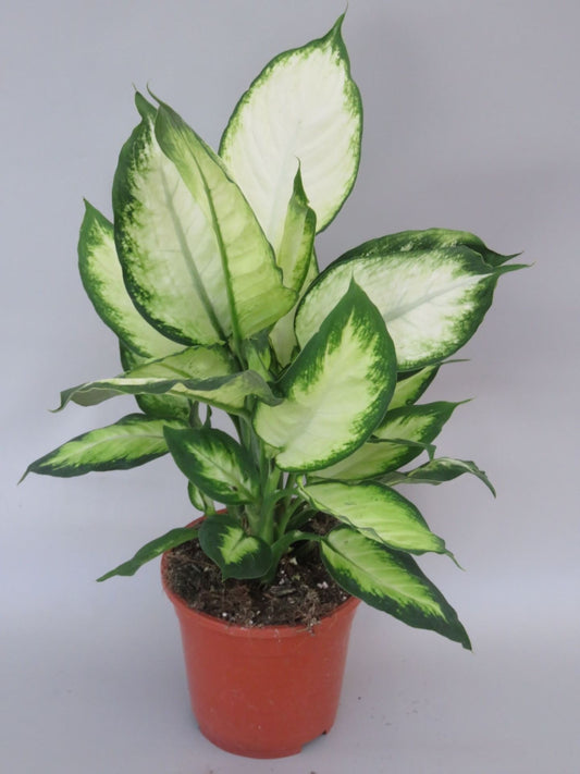 Dieffenbachia Chrystal White - Indoor House Plant - نبات داخلي