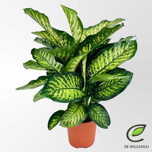 Dieffenbachia Seguine Maroba - Indoor House Plant - نبات داخلي