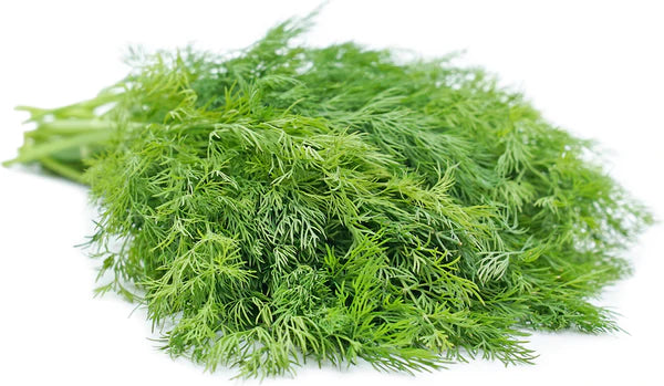 Dill Seeds - Organic Garden Seeds - بذور الشبت