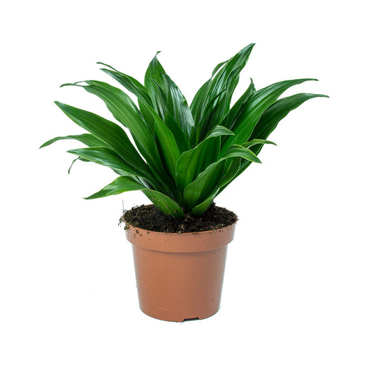 Dracaena Fragrans Compacta - Centered Window Natural Daylight