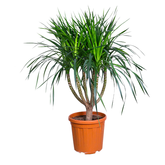 Dracaena Draco - Green - Indoor Plants - النباتات الداخلية