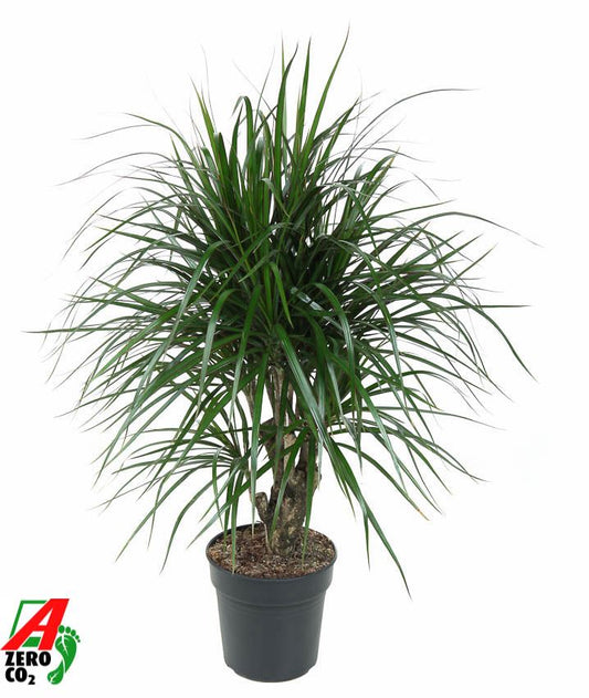 Dracaena Marginata 80cm - Indoor Plants - نبات داخلي - دراسينا