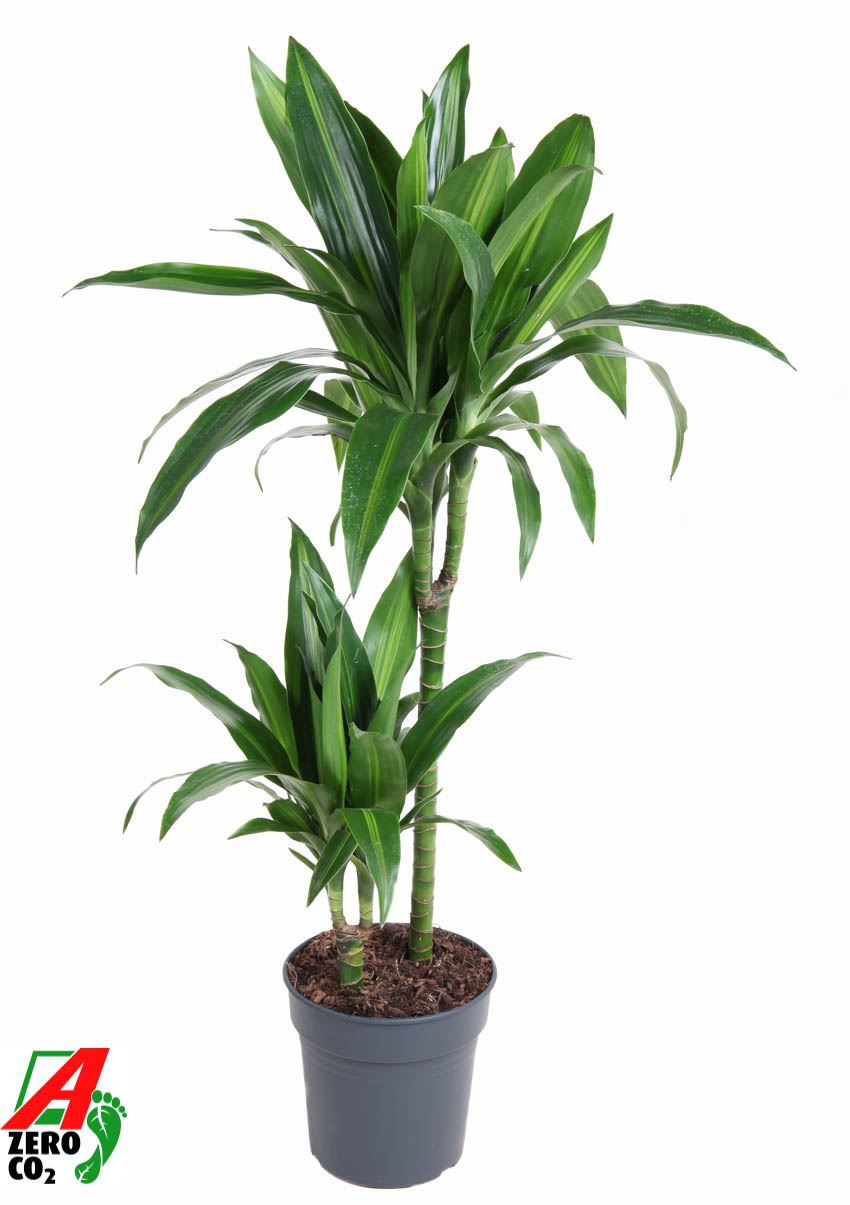 Dracaena Paloma - Indoor House Plant - نبات داخلي - دراسينا