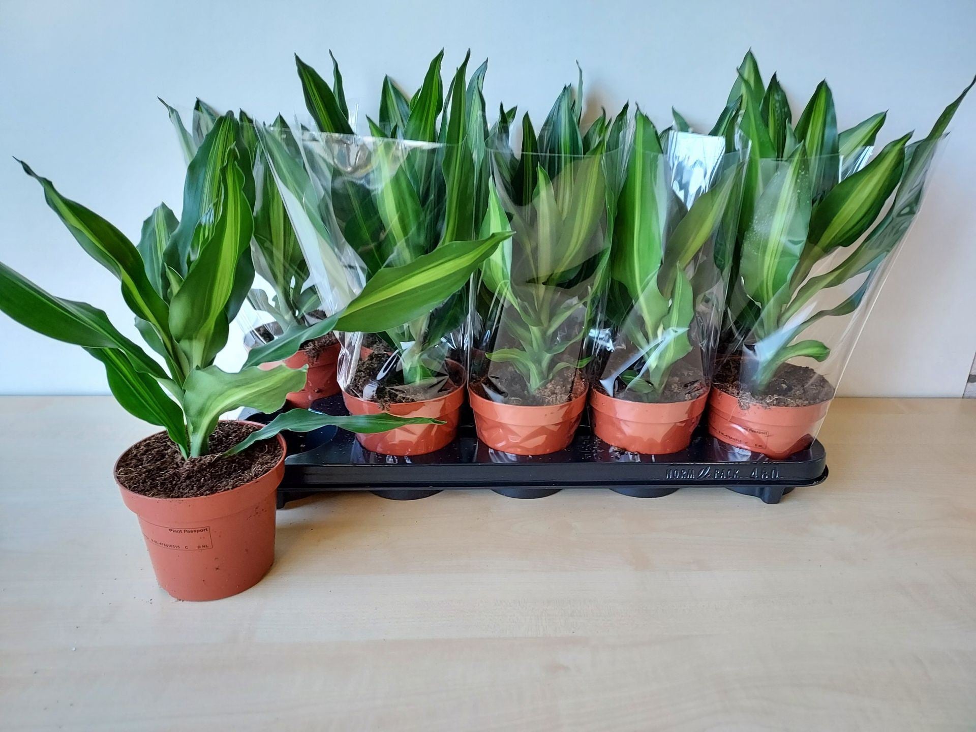 Dracaena Stedneri...