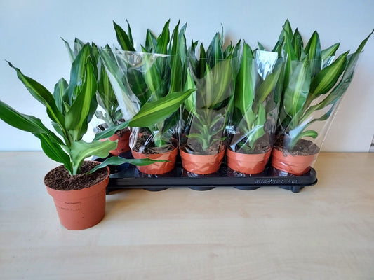 Dracaena Stedneri Cintho - Indoor House Plant - نبات داخلي