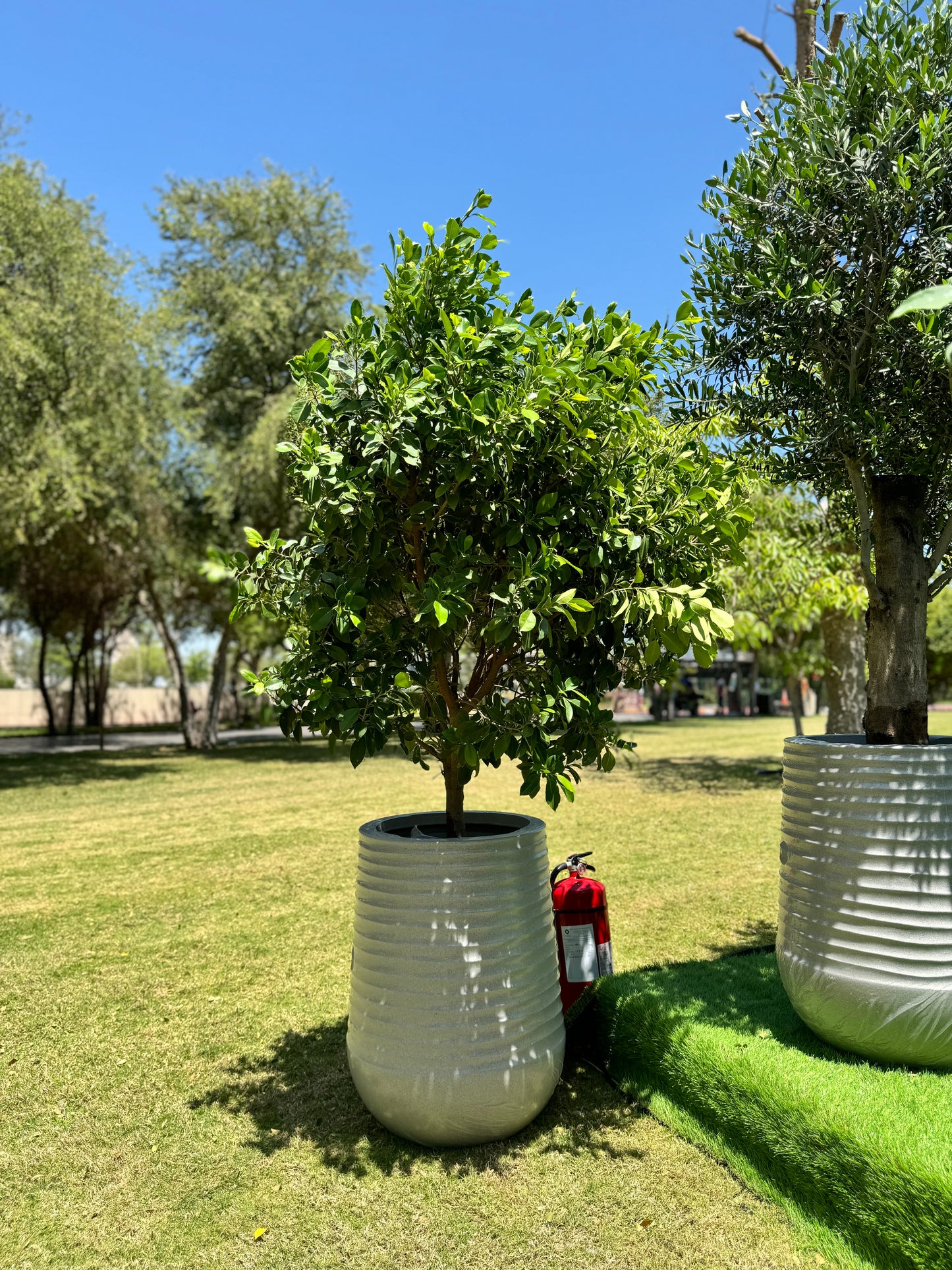 Ficus Nitida Tree - White Fiber Pot Edition - Natural Live Plants for sale in Kuwait