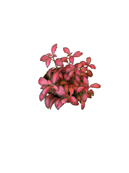 Fittonia Plant Red (فيتونيا الأحمر) نبات داخلي