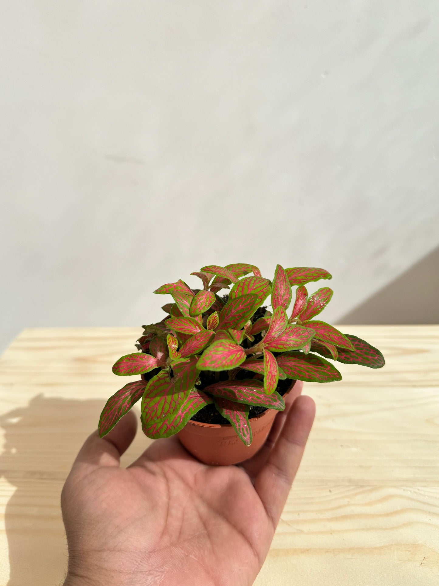 Fittonia Plant Red (فيتونيا الأحمر) نبات داخلي