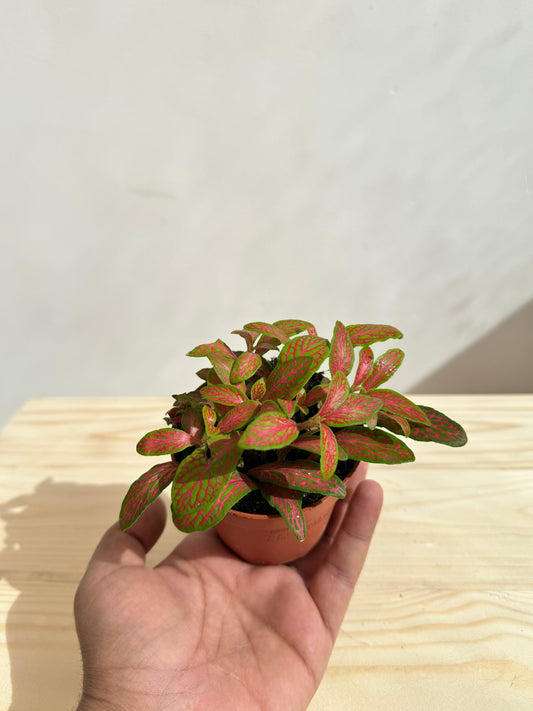 Fittonia Plant Red (فيتونيا الأحمر) نبات داخلي