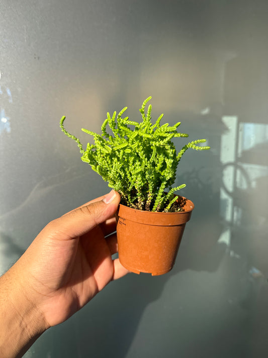 Crassula Muscosa - Succulent Plant - Indoor House Plant - نبات داخلي
