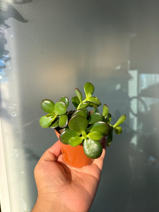 Crassula Minor - Jade Plant - Succulent Plant - Indoor House Plant - نبات داخلي