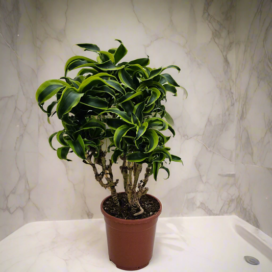 Dracaena Tornado branched - نبات داخلي