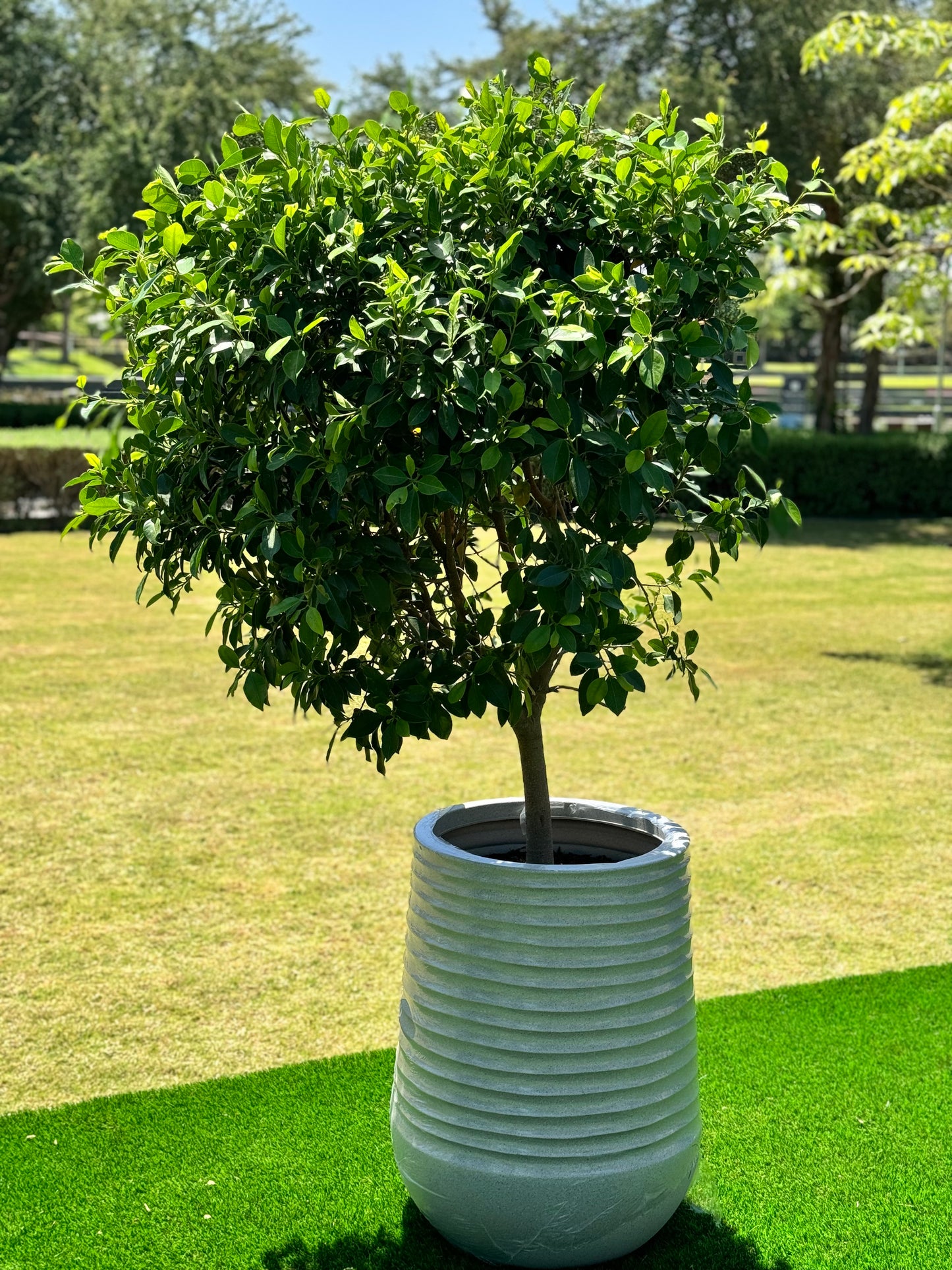 Ficus Nitida Tree - White Fiber Pot Edition - Natural Live Plants for sale in Kuwait