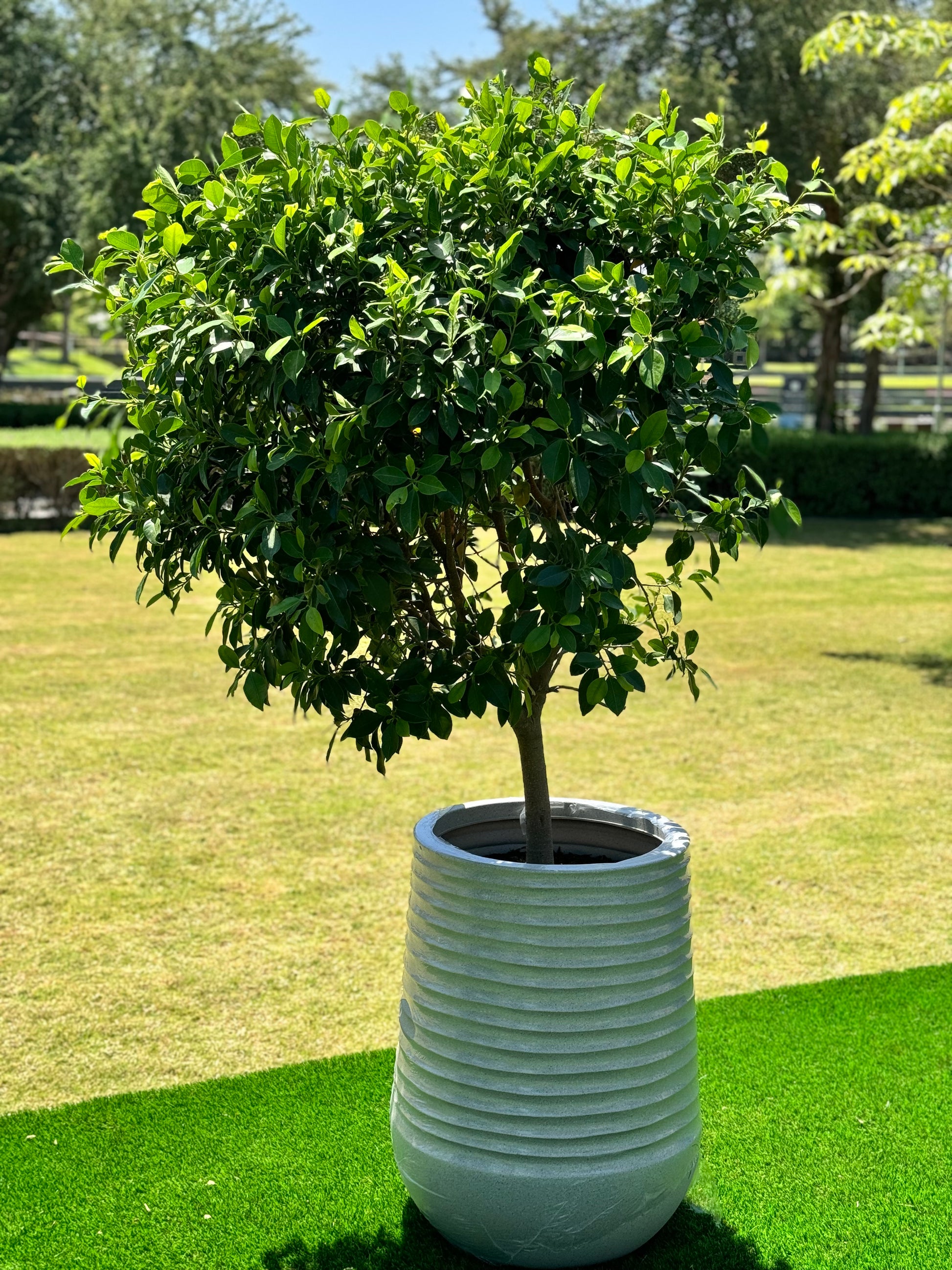 Ficus Nitida Tree...