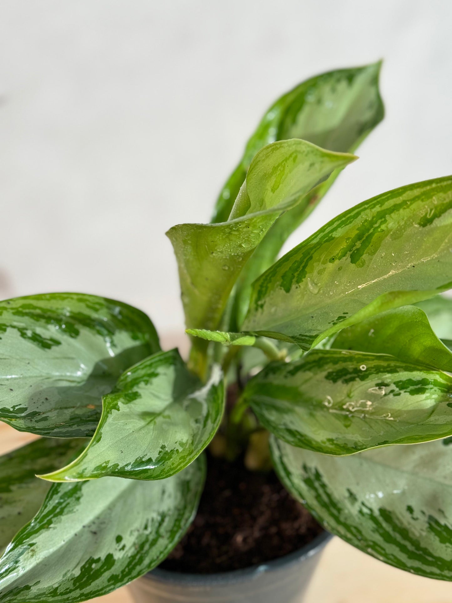 Aglaonema Silver Bay - Indoor House Plant - نبات داخلي