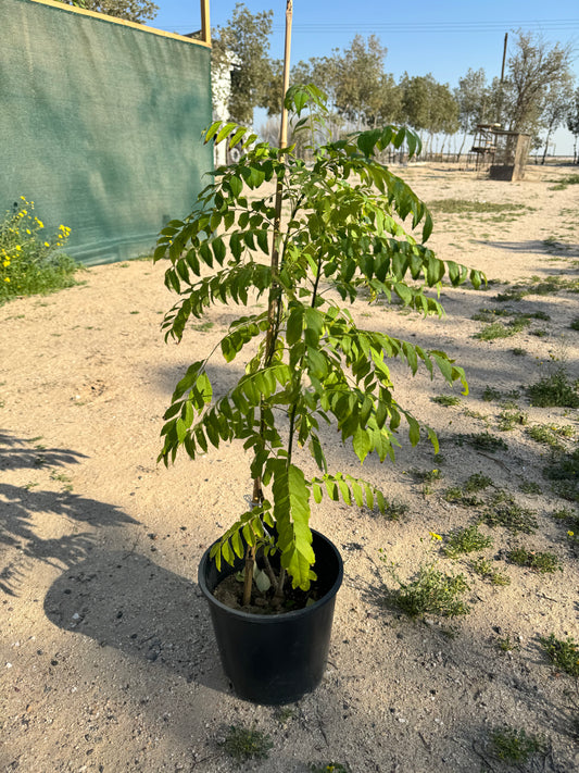 Curry Leaf Plant - شجرة أوراق الكاري