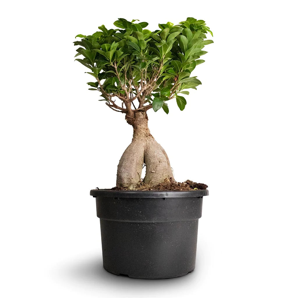 Bonsai Ficus Ginseng Plant - نبتة بونساي