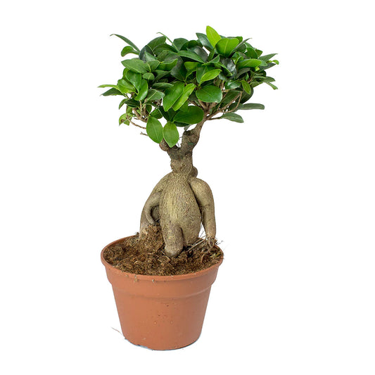 Bonsai Ficus Ginseng Plant - نبتة بونساي