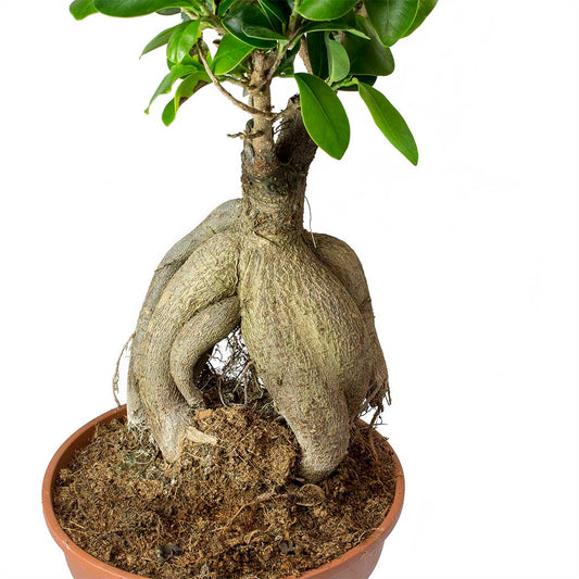 Bonsai Ficus Ginseng Plant - نبتة بونساي