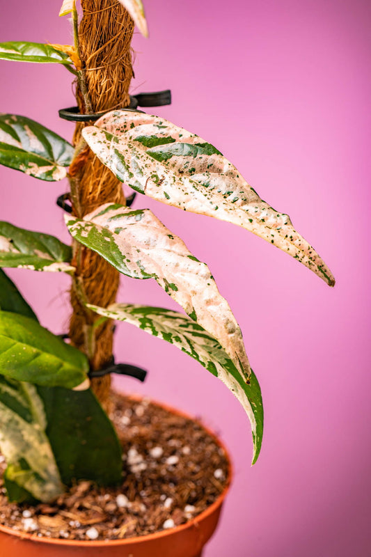 Ficus Sagittata Variegata Pink - Window Natural Daylight