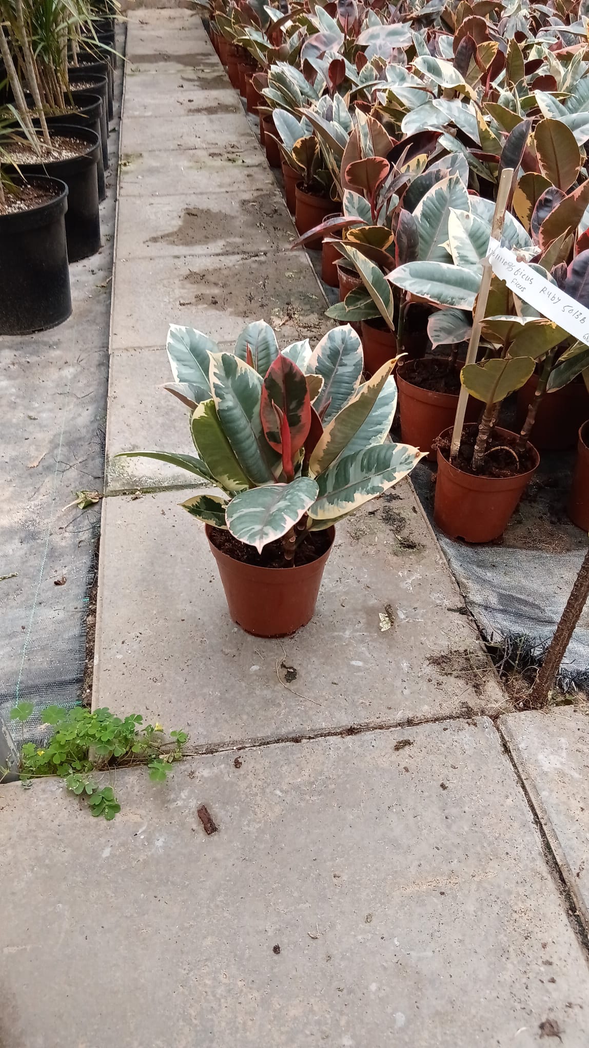 Ficus Elastica Ru...