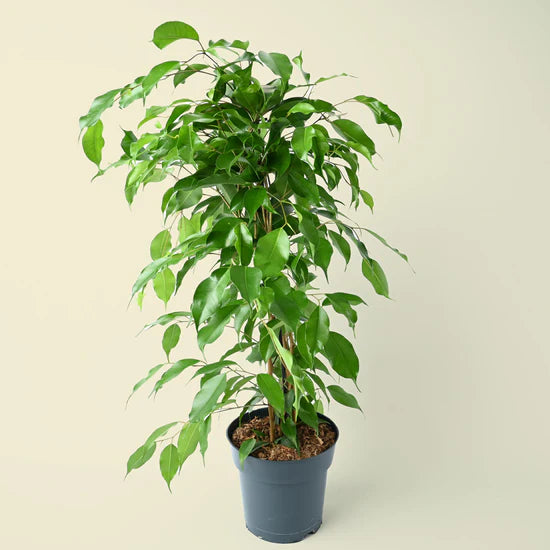 Ficus Benjamina Plant - نبات داخلي