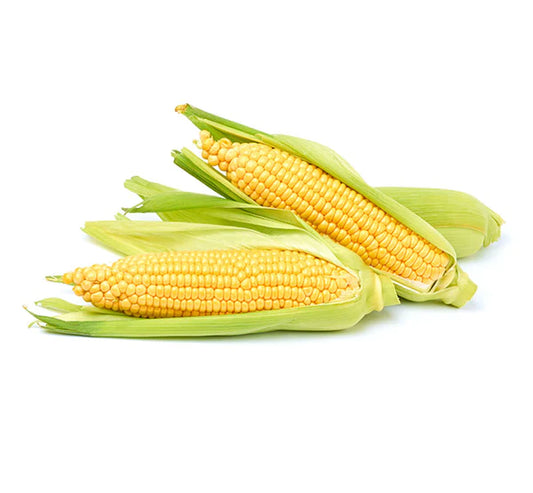 Corn Seeds - Organic Garden Seeds - بذور الذرة