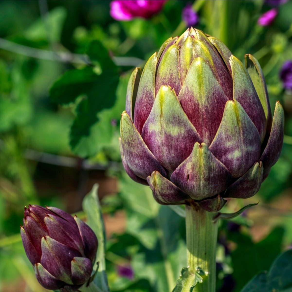 Romagna Artichoke Seeds | بذور خرشوف روماني