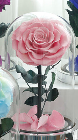 Forever Rose Dome 12cm x 20cm - الوردة الخالدة
