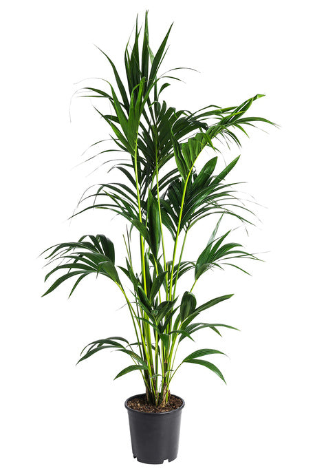 Kentia  Howea Forsteriana 140Cm - Indoor House Plant