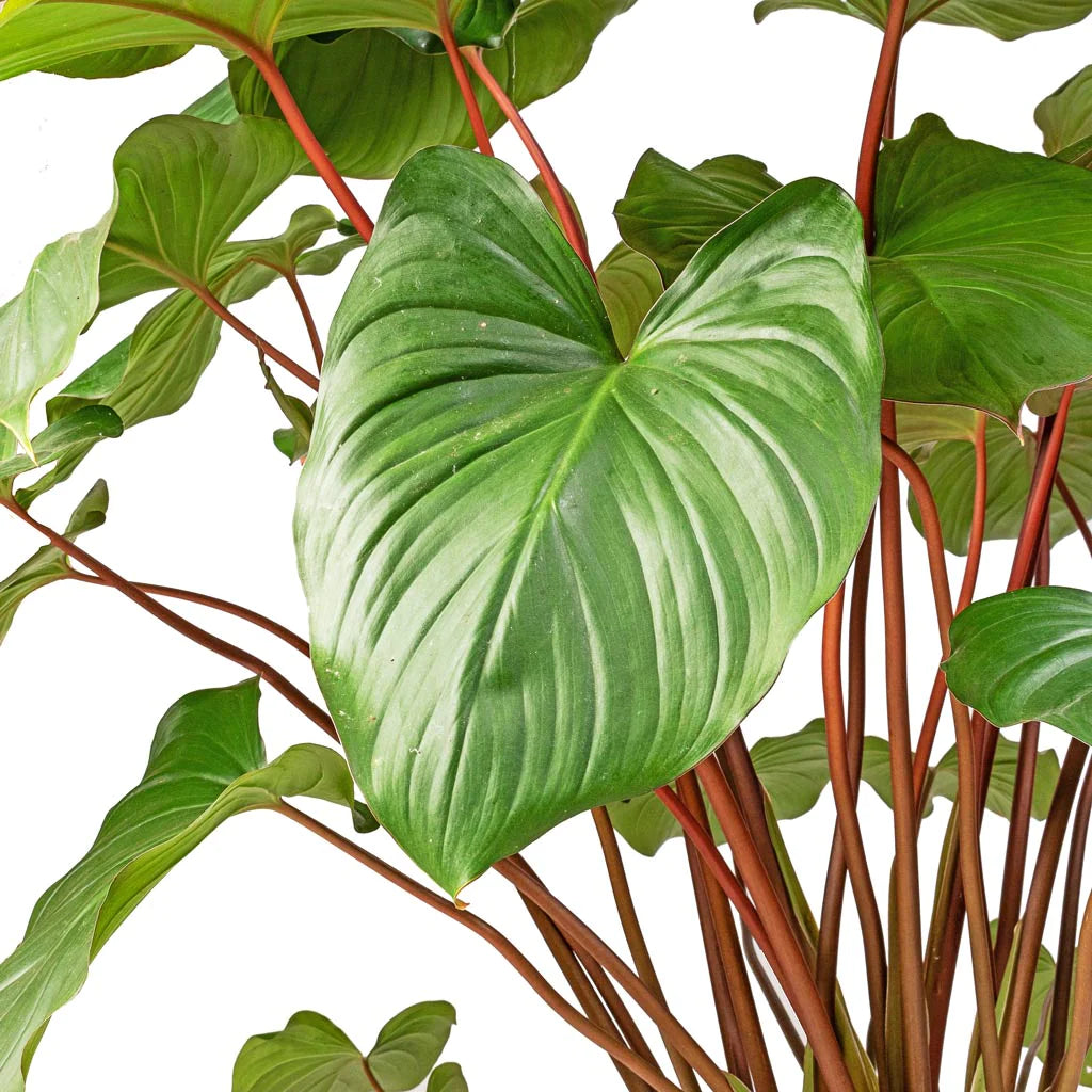 Homalomena Rub Maggy - Indoor House Plant