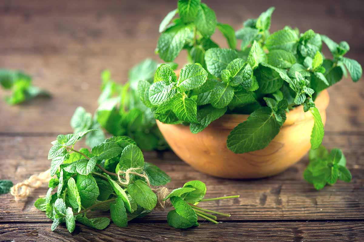Peppermint Seeds - Organic Garden Seeds - بذور النعناع