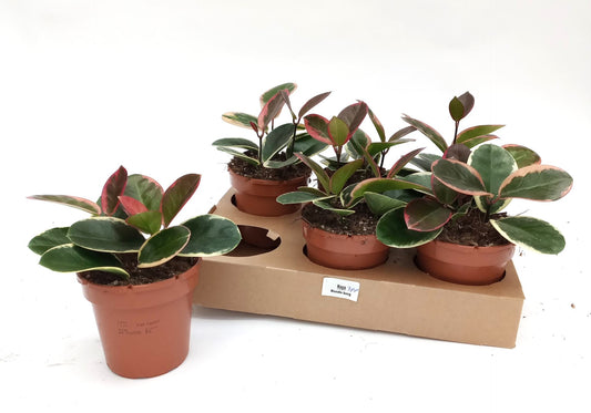 Hoya Australis Blondie - Indoor Succulent Plant - نبات داخلي