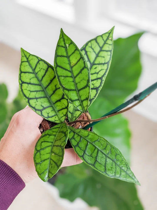 Hoya Callistophylla - نبات داخلي