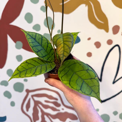 Hoya Callistophylla - نبات داخلي