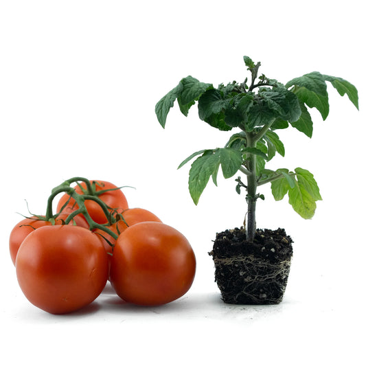 Tomato Plant Seedling - شتلة نبات الطماطم