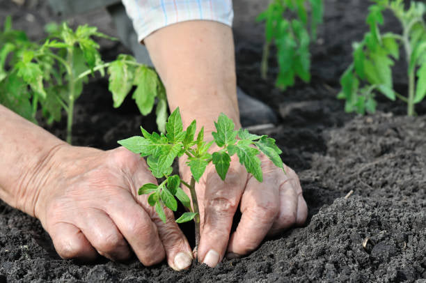 Tomato Plant Seedling