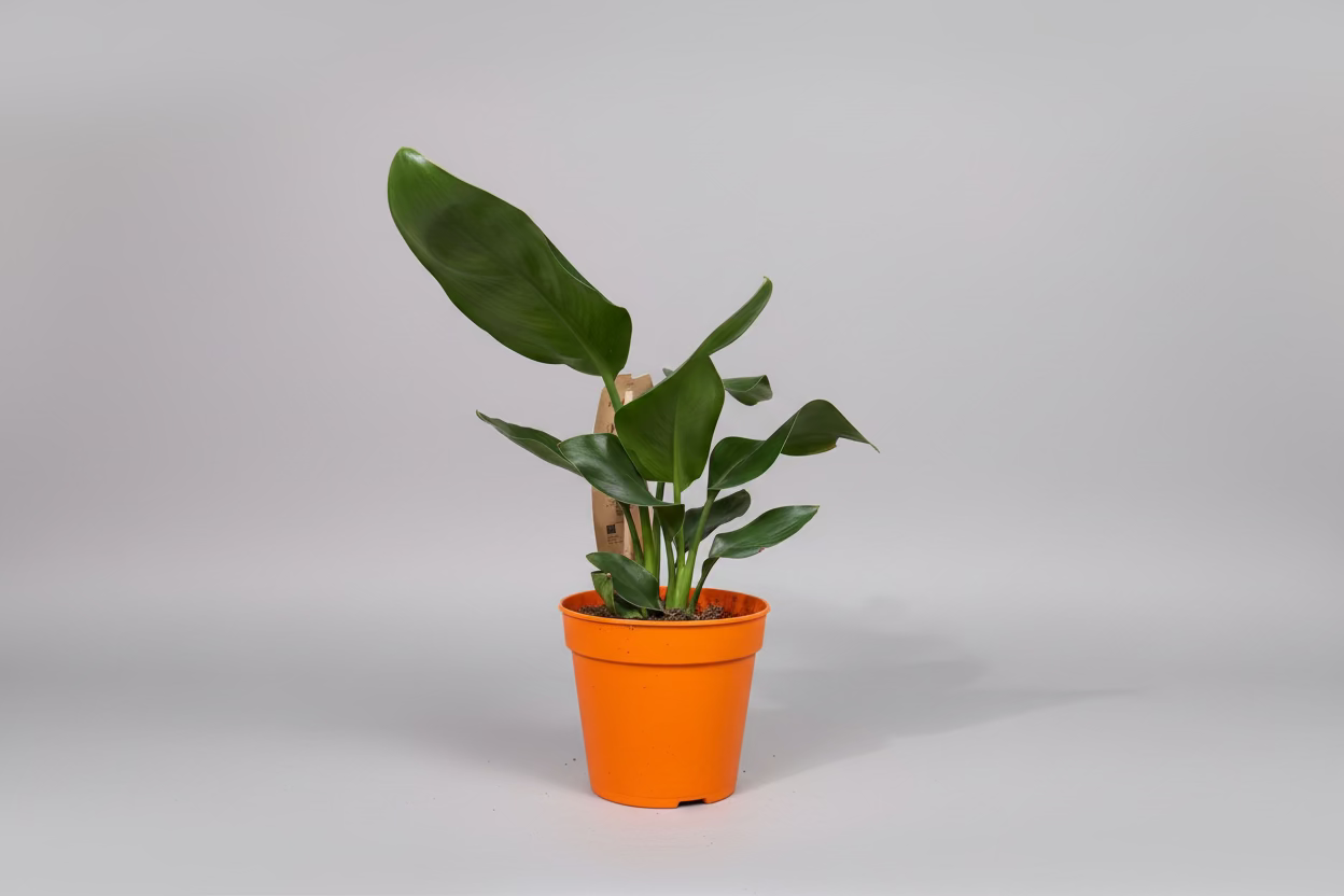 Strelitzia Nicolai 30cm - Bird of Paradise Plant - Indoor House Plant - نبات داخلي