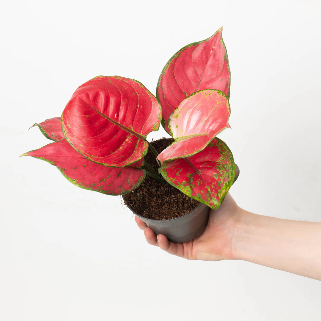 Aglaonema Cherry Baby - Indoor House Plant - أجلونيما الحمراء